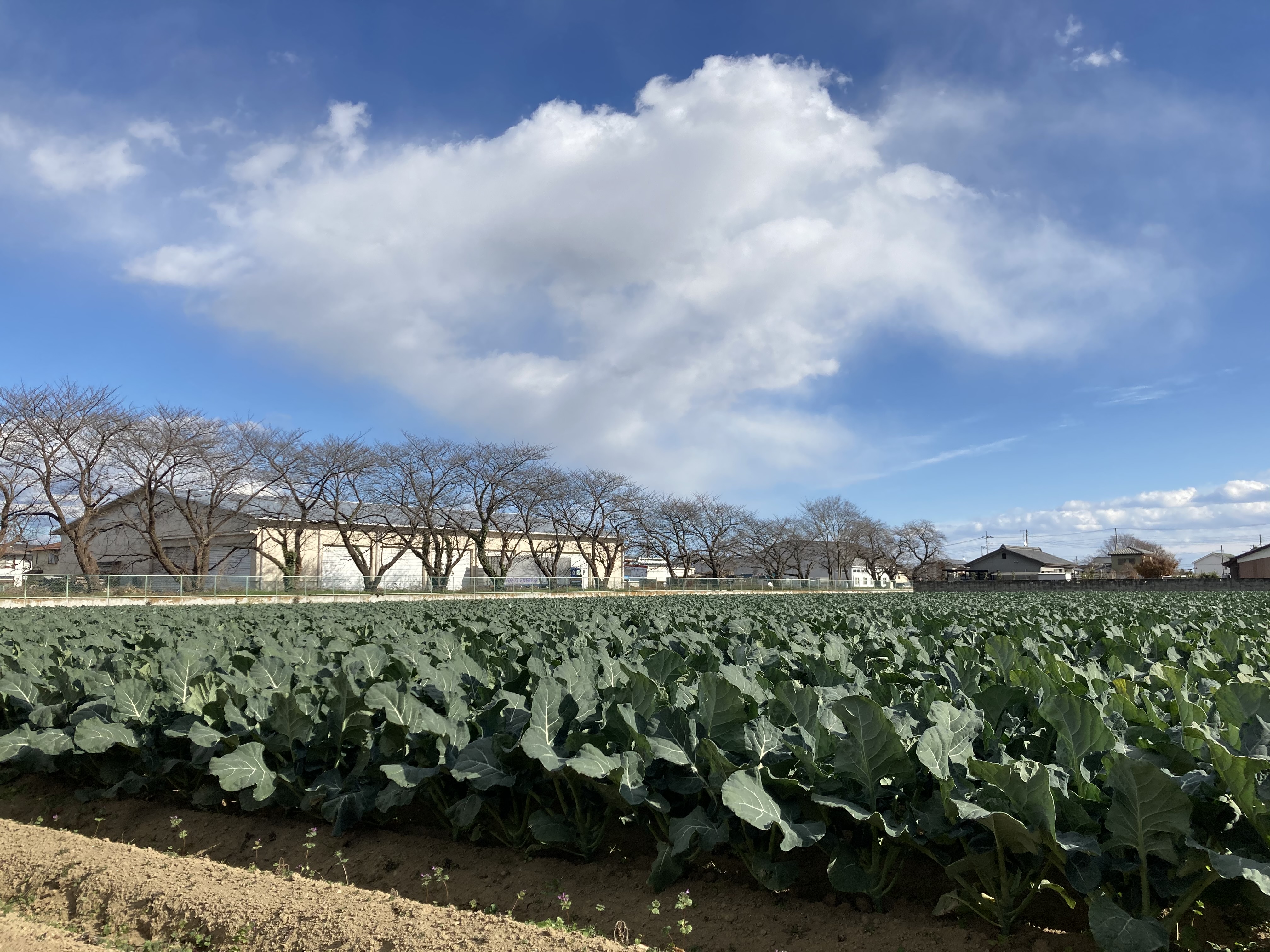 深谷市のブロッコリー畑 深活 Fukkatsu